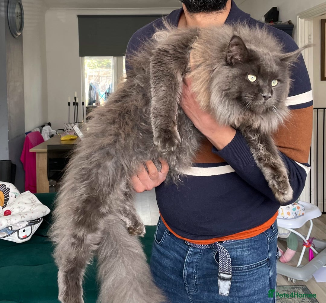 Maine Coon cats for sale: Maine coon kittens  - Image 16