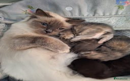 Ragdoll cats for sale: Ragdoll cross kittens - Image 2