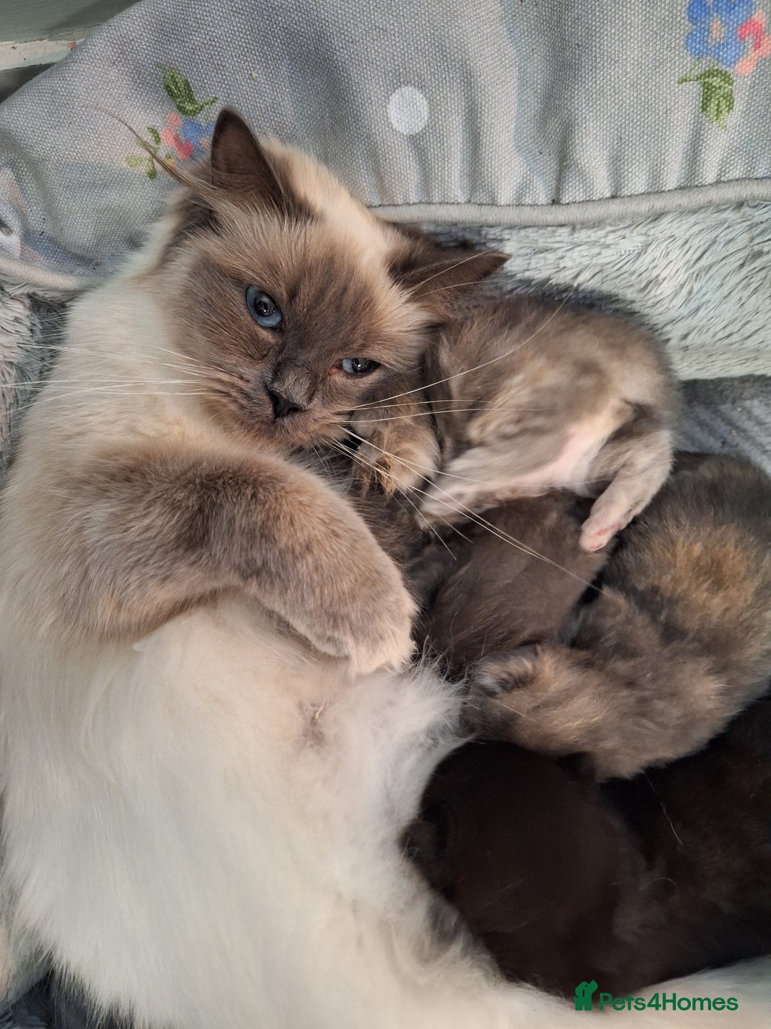 Ragdoll cats for sale: Ragdoll cross kittens - Image 2