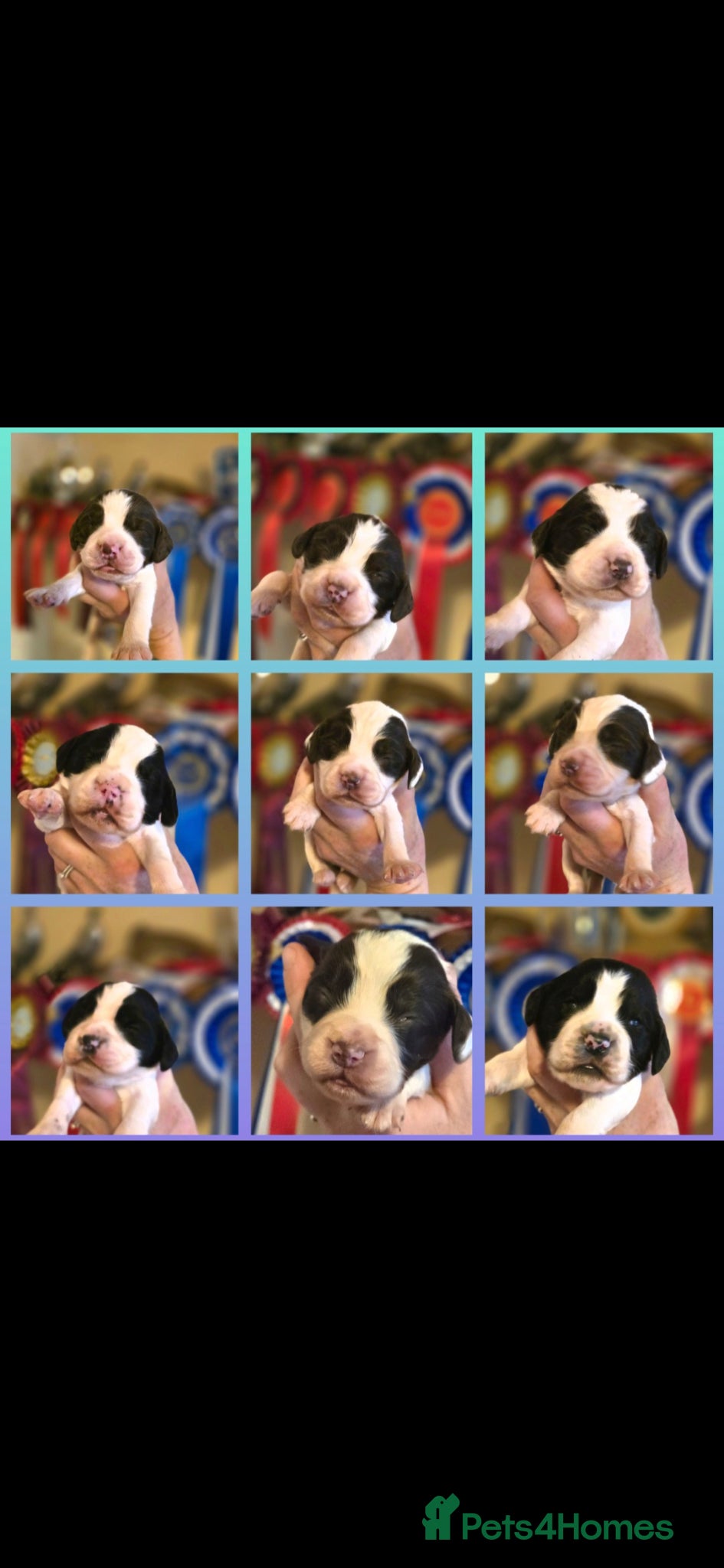 Mixed Breed dogs Clumber cocker springer cross - Advert 3