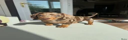 Miniature Dachshund dogs for stud: Miniature dachshund for stud - Advert 4
