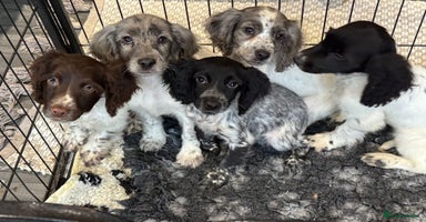 Cocker Spaniel dogs - Advert 8