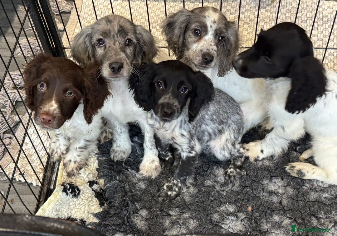 Cocker Spaniel dogs for sale: Cocker spaniel pups  - Image 2