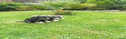 Miniature Schnauzer dogs for sale: Miniature Schnauzer puppies  in Kirkcaldy - Advert 2