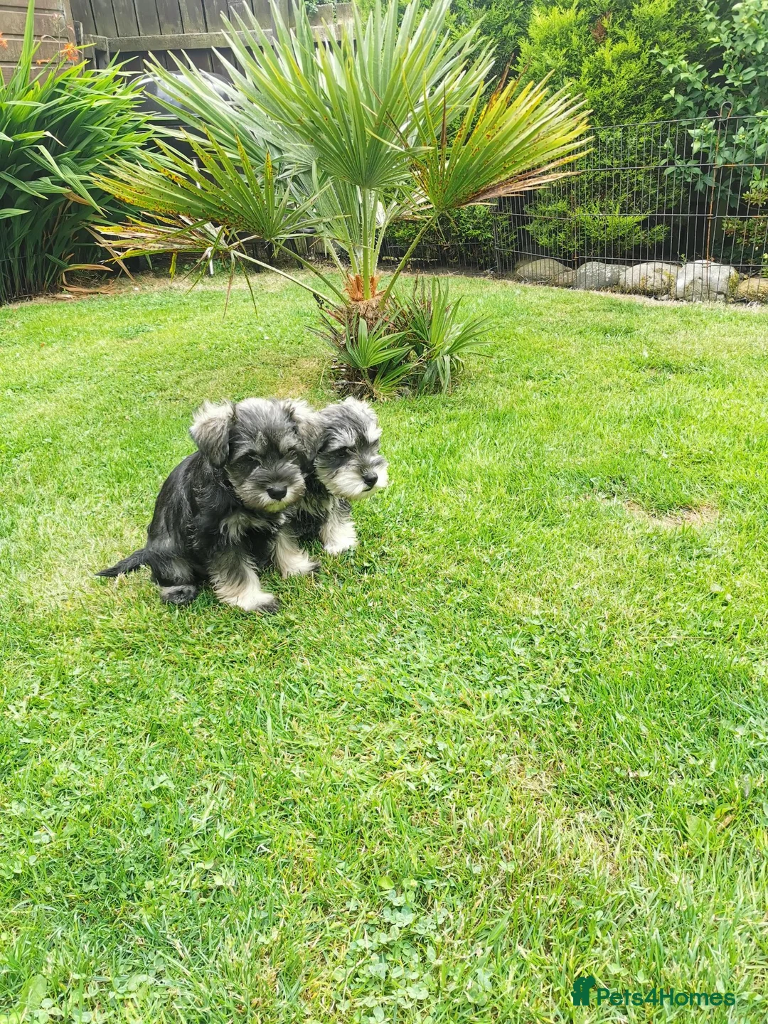 Miniature Schnauzer dogs for sale: Miniature Schnauzer puppies  in Kirkcaldy - Advert 2