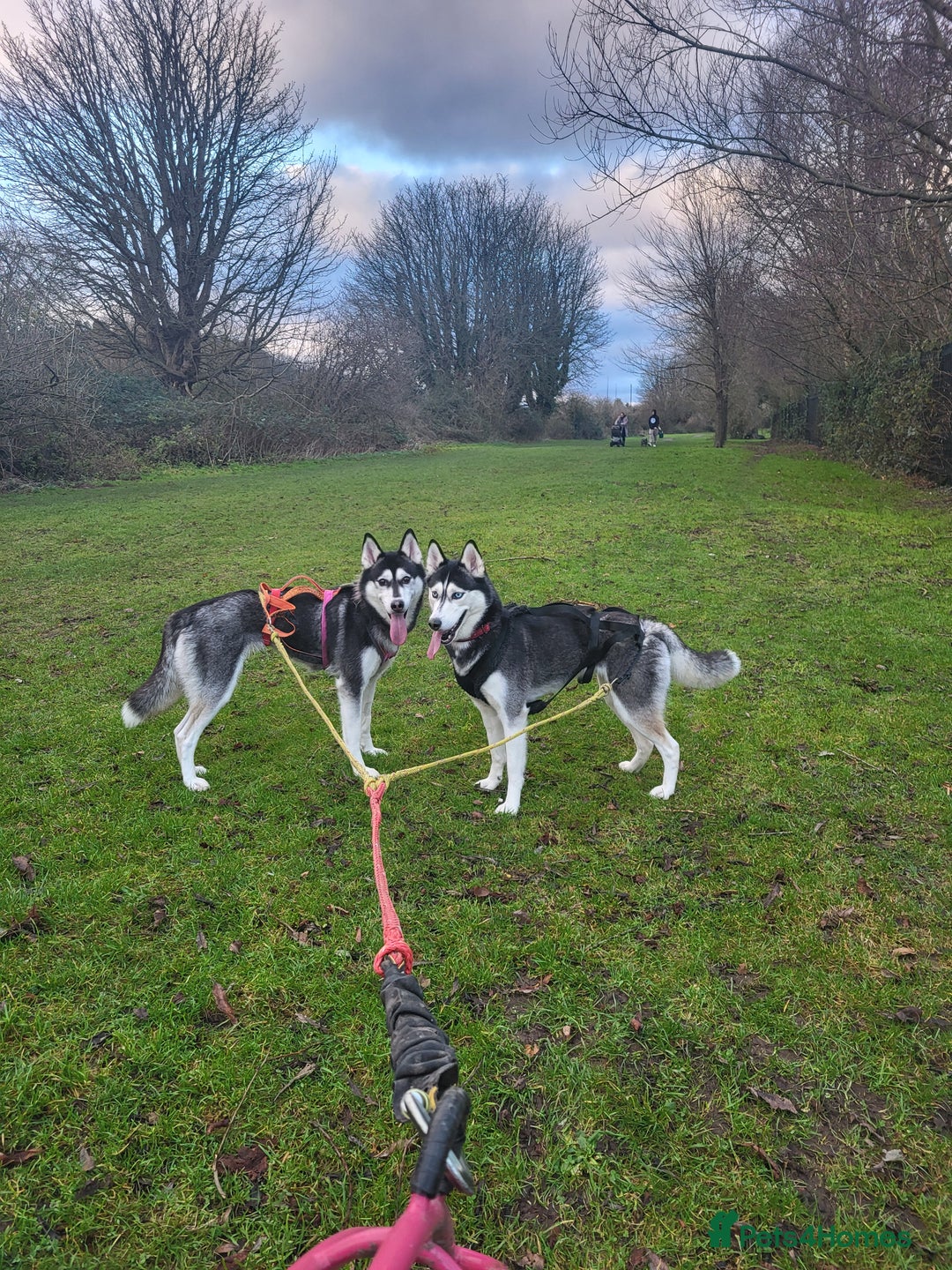 Siberian Husky dogs for sale: Kc reg Siberian husky pups due end of sept  - Image 9