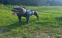 Staffordshire Bull Terrier dogs for sale: Kc registered Staffy for rehome 5 ⭐️ home needed  - Image 5