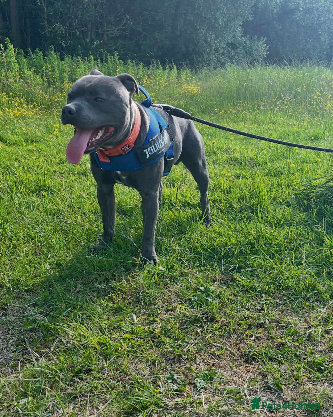 Staffordshire Bull Terrier dogs for sale: Kc registered Staffy for rehome 5 ⭐️ home needed  - Image 5