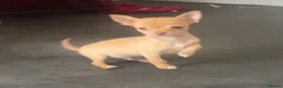 Chihuahua dogs for sale: Last chihuahua puppy REDUCED  - Advert 10