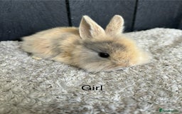 Mini Lop rabbits for sale: Stunning mini lops and mini lion lops  - Image 11