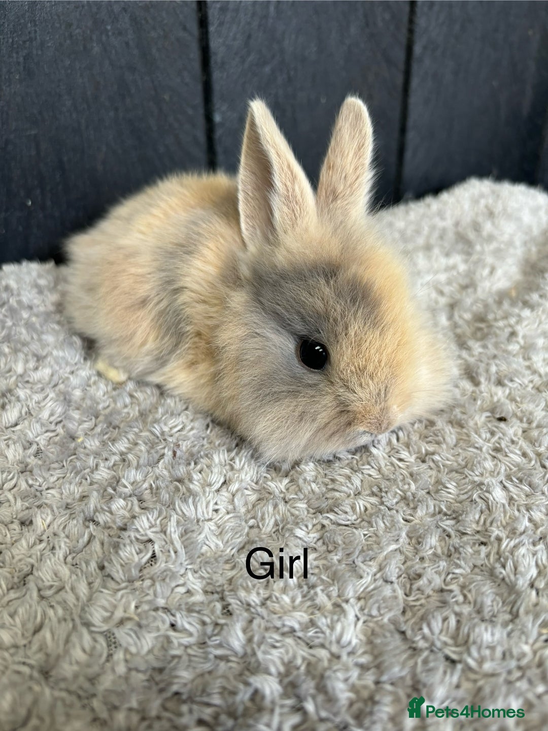 Mini Lop rabbits for sale: Stunning mini lops and mini lion lops  - Image 11
