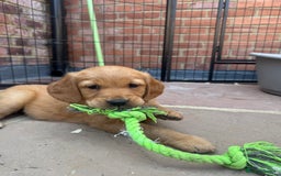 Golden Retriever dogs for sale: KC health tested Working line- FTAW dam  - Image 4