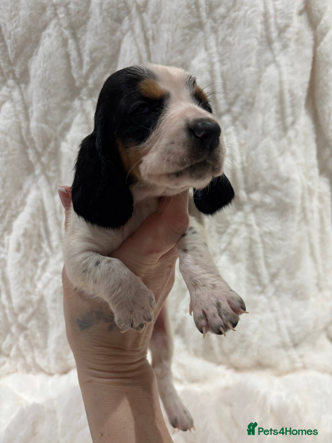 Basset Hound dogs for sale: Bassett hound puppies  - Advert 33