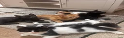 Mixed Breed cats for sale: 4 beautiful family kittens ready to leave now  - Advert 18