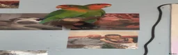 Lovebirds birds for sale: 2 male lovebirds - Advert 2