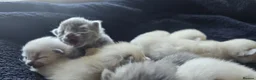 Ragdoll cats for sale: Ragdoll/Siberian mix kittens - Advert 23