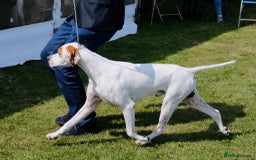 Pointer dogs for sale: KC reg Pointer Puppies - Image 40