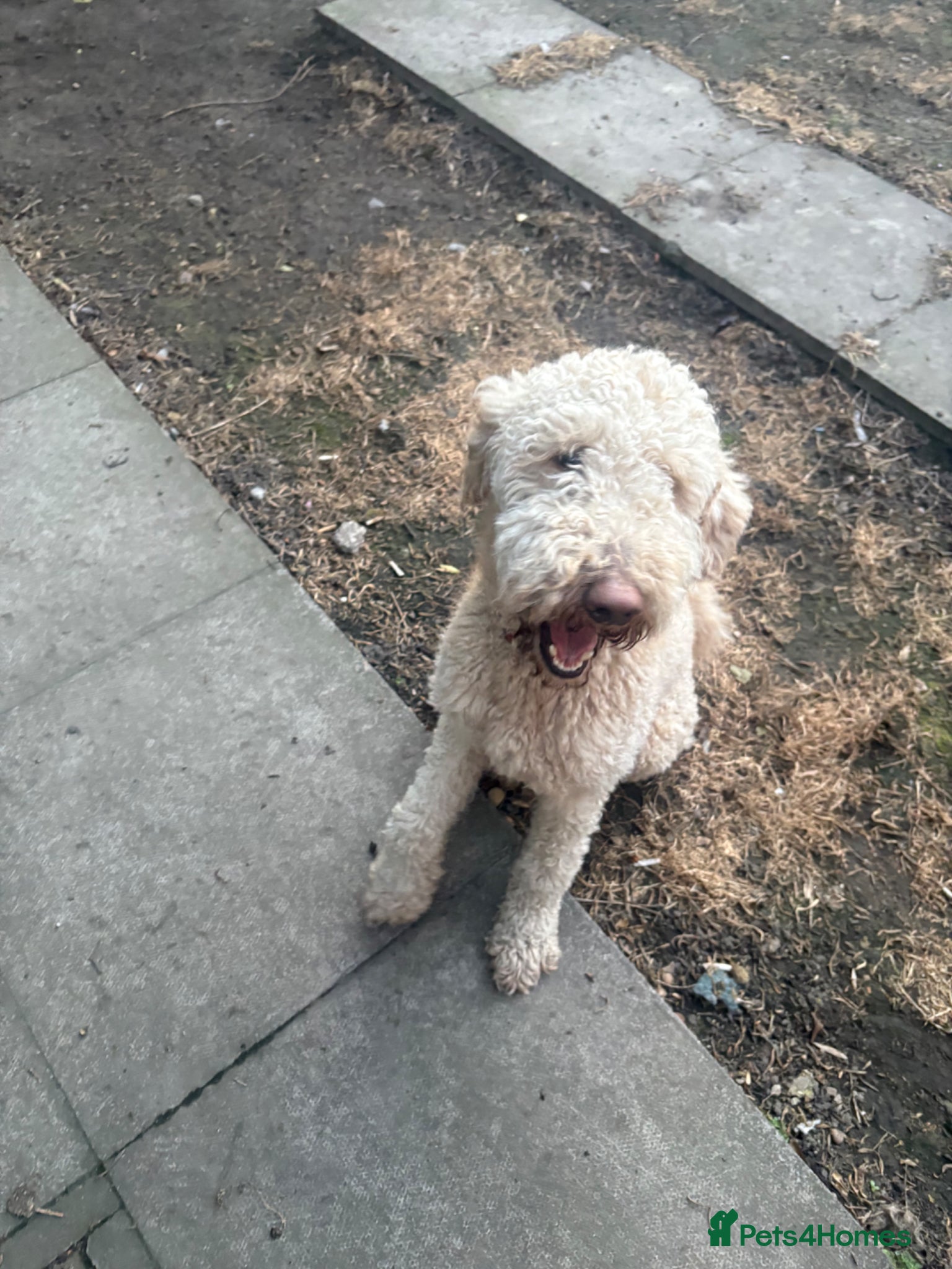 Standard Poodle dogs Standard poodle  - Advert 10