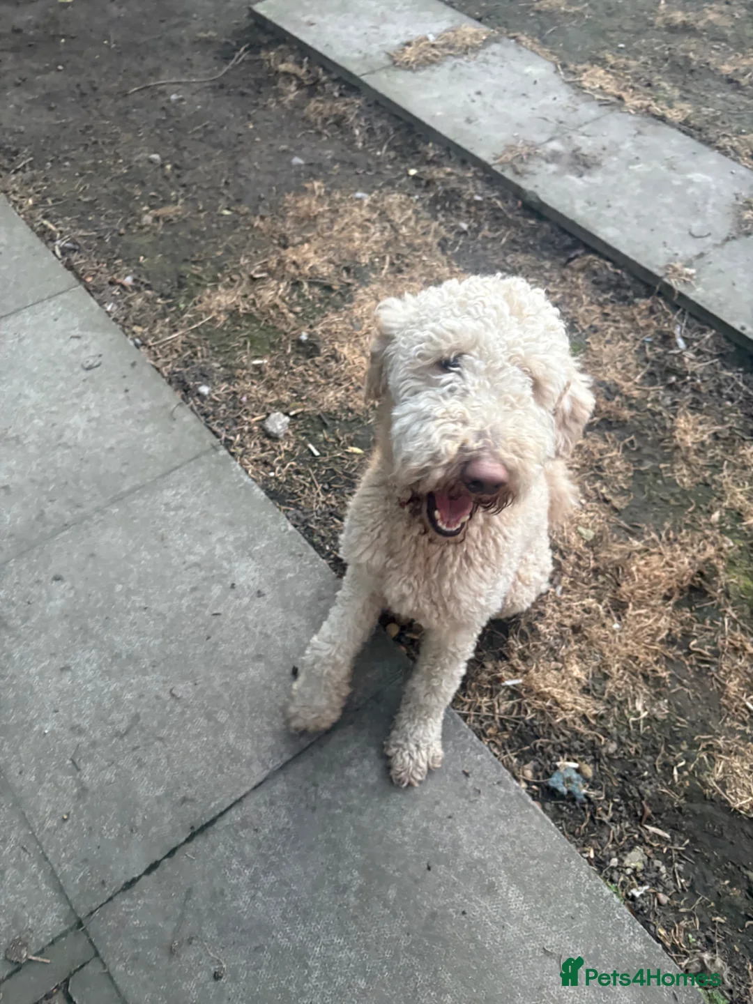 Standard Poodle dogs for sale: Standard poodle  - Advert 1