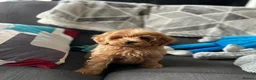 Cavapoo dogs for sale: Cavapoo puppies in Hyde - Advert 1