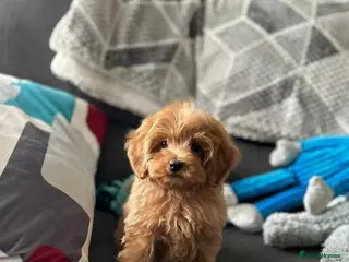 Cavapoo dogs Cavapoo puppies - Advert 1