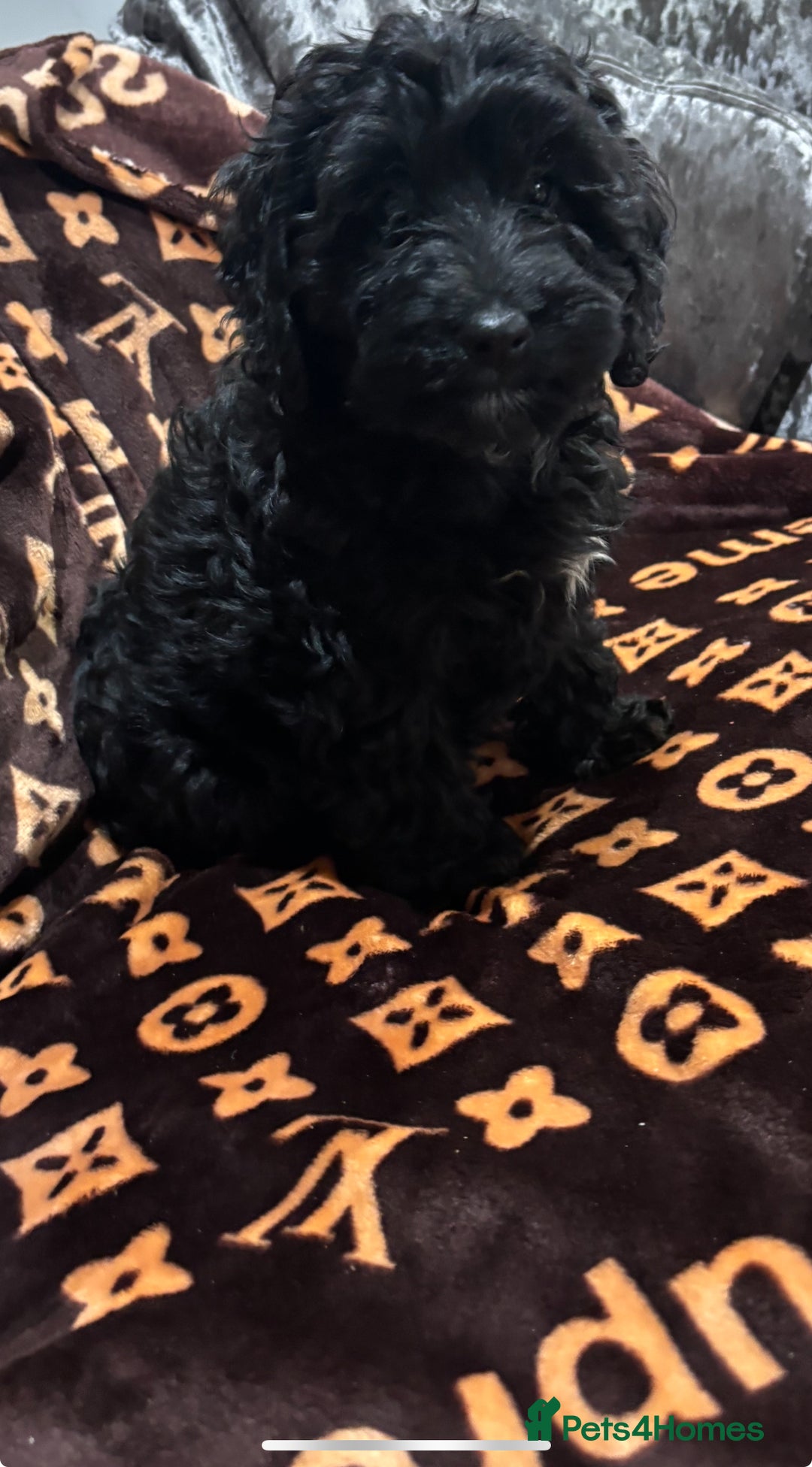 Cockapoo dogs for sale: Gorgeous litter of cockapoo puppies  - Advert 4