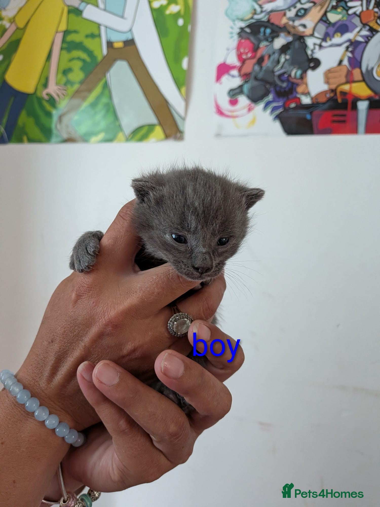British Shorthair cats for sale: Kittens for sale in Kettering - Advert 4