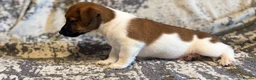 Jack Russell dogs for sale: Jack Russel puppies in Manchester - Advert 26