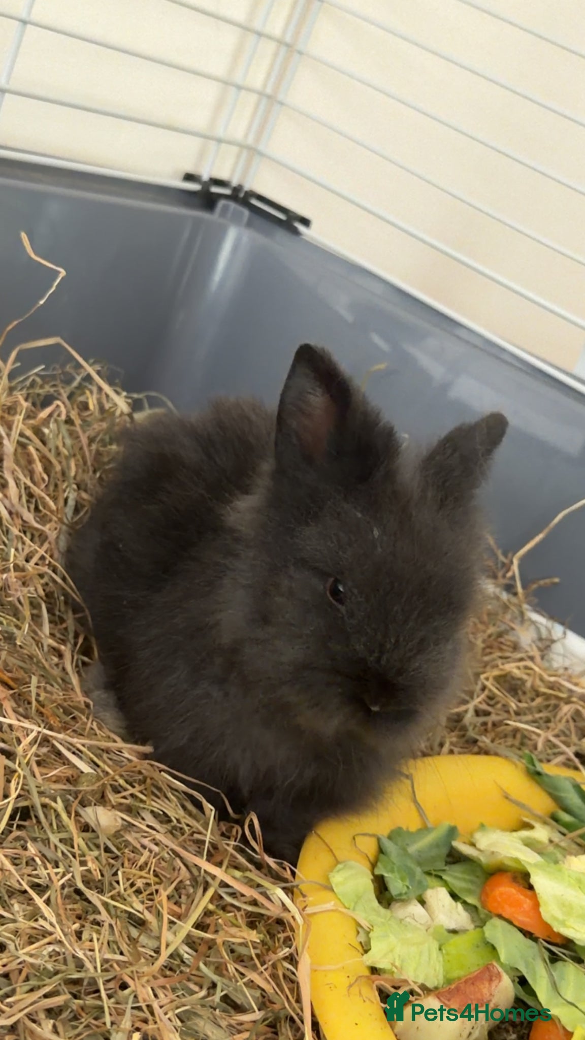Lionhead rabbits Double Maned Female Lionhead Rabbit - Advert 1