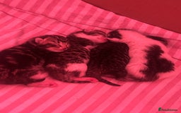 Mixed Breed cats for sale: Kitten - Image 3