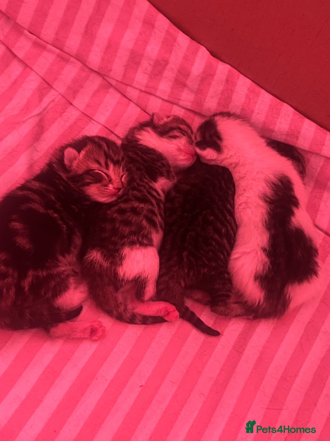Mixed Breed cats for sale: Kitten - Image 3