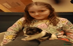 Jack Russell dogs for sale: Jack Russell puppies - Image 7