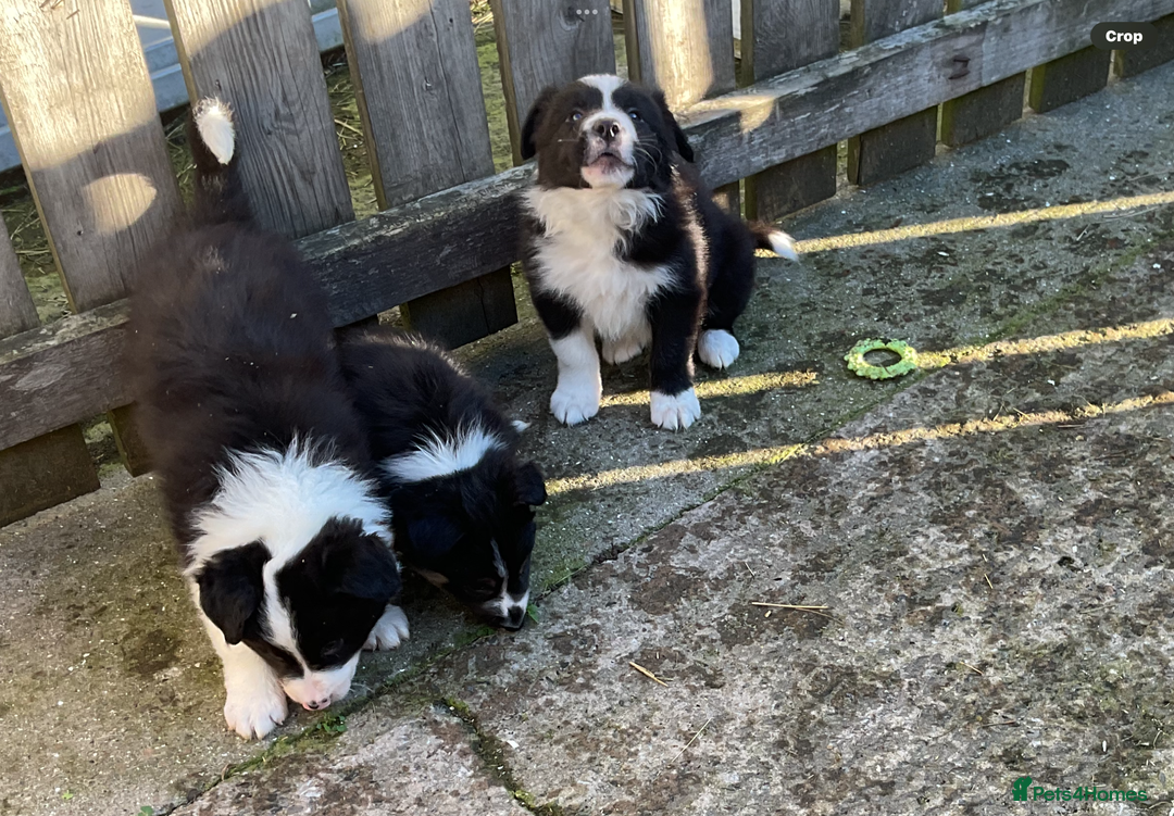 Border Collie dogs for sale: Border Collie puppies  - Image 5