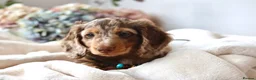 Miniature Dachshund dogs for sale: Chocolate & Tan Dapple Miniature Dachshund Boy  - Advert 7