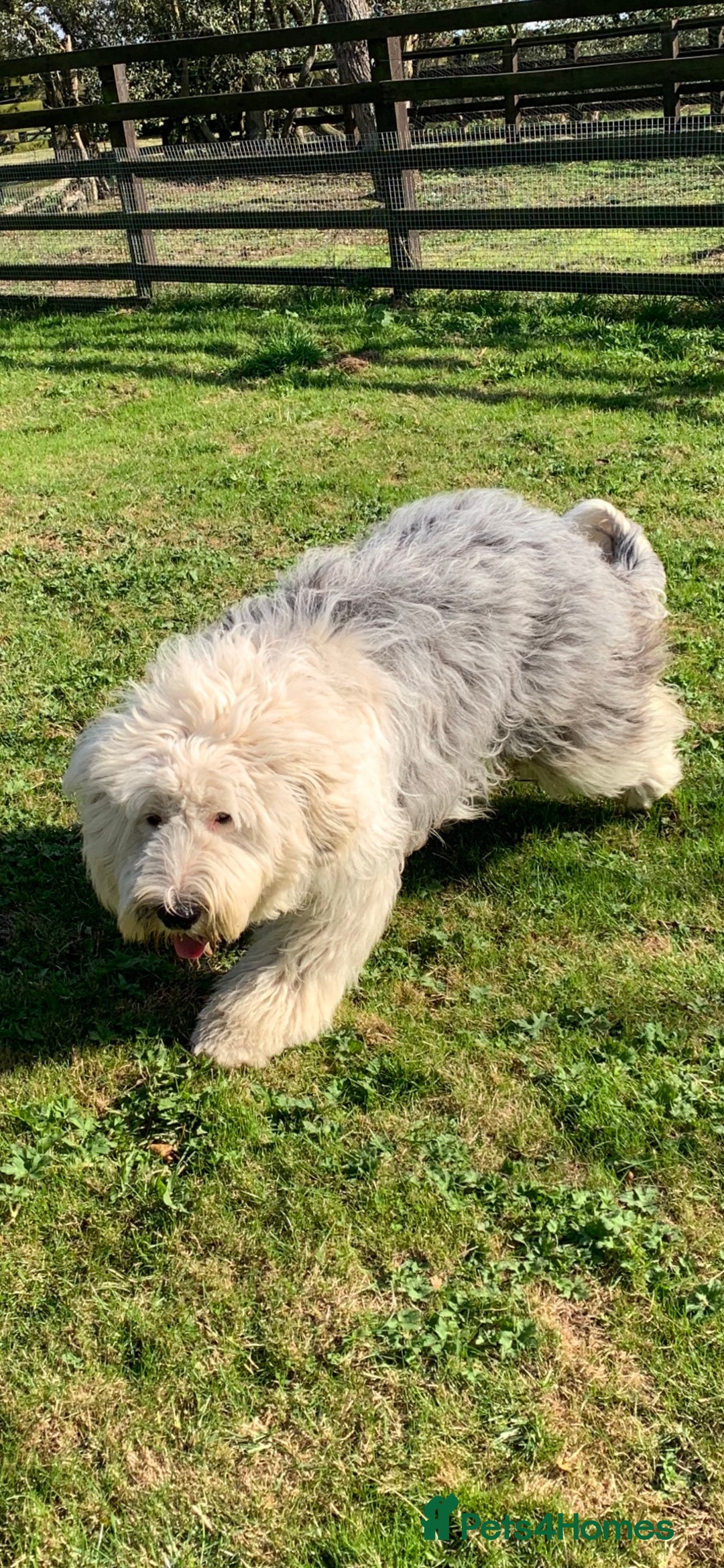 Sheepadoodle dogs for sale: Medium Size Sheepadoodle F1b.  - Advert 13