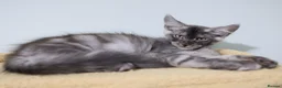 Maine Coon cats for sale: Maine Coons ready now - Advert 9