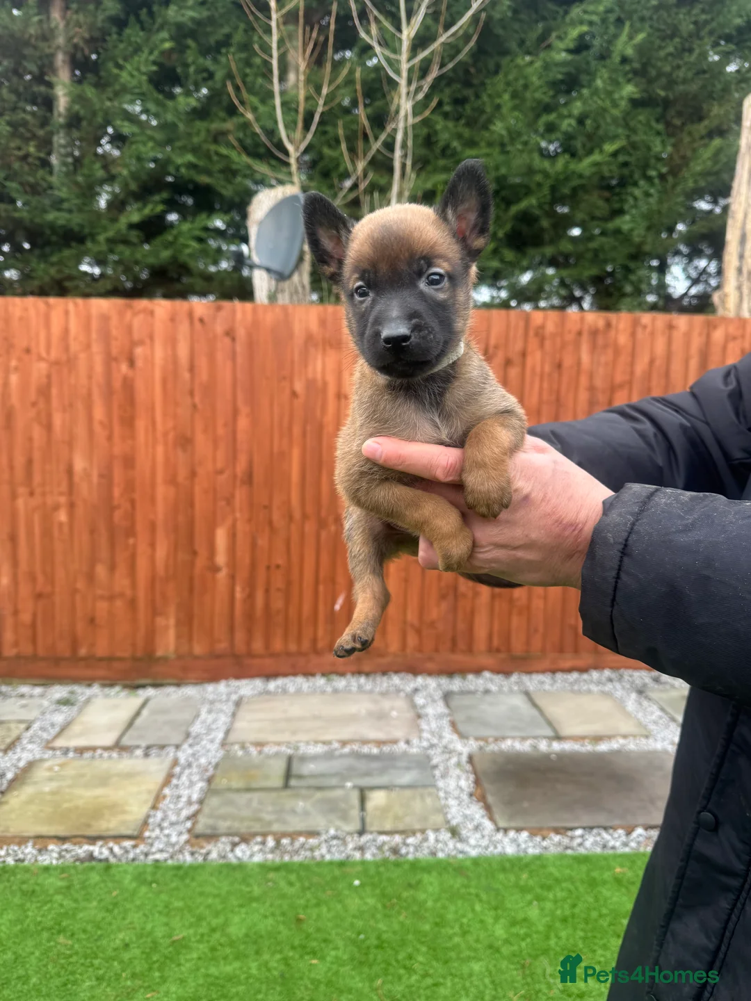 Belgian Shepherd Dog dogs for sale: Belgian Malinois Puppies - Advert 18