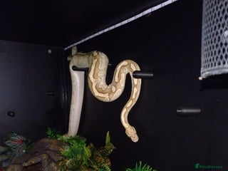 Python Snake reptiles Ball Python with full set up - Advert 1