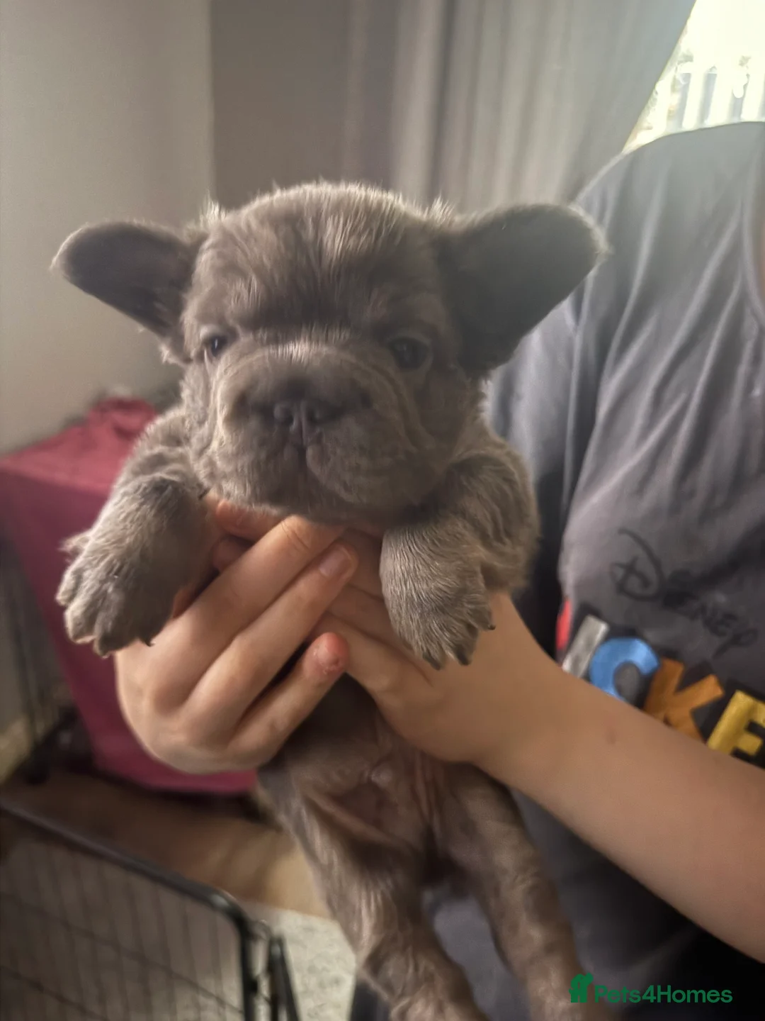 French Bulldog dogs for sale: French bulldogs  - Advert 36