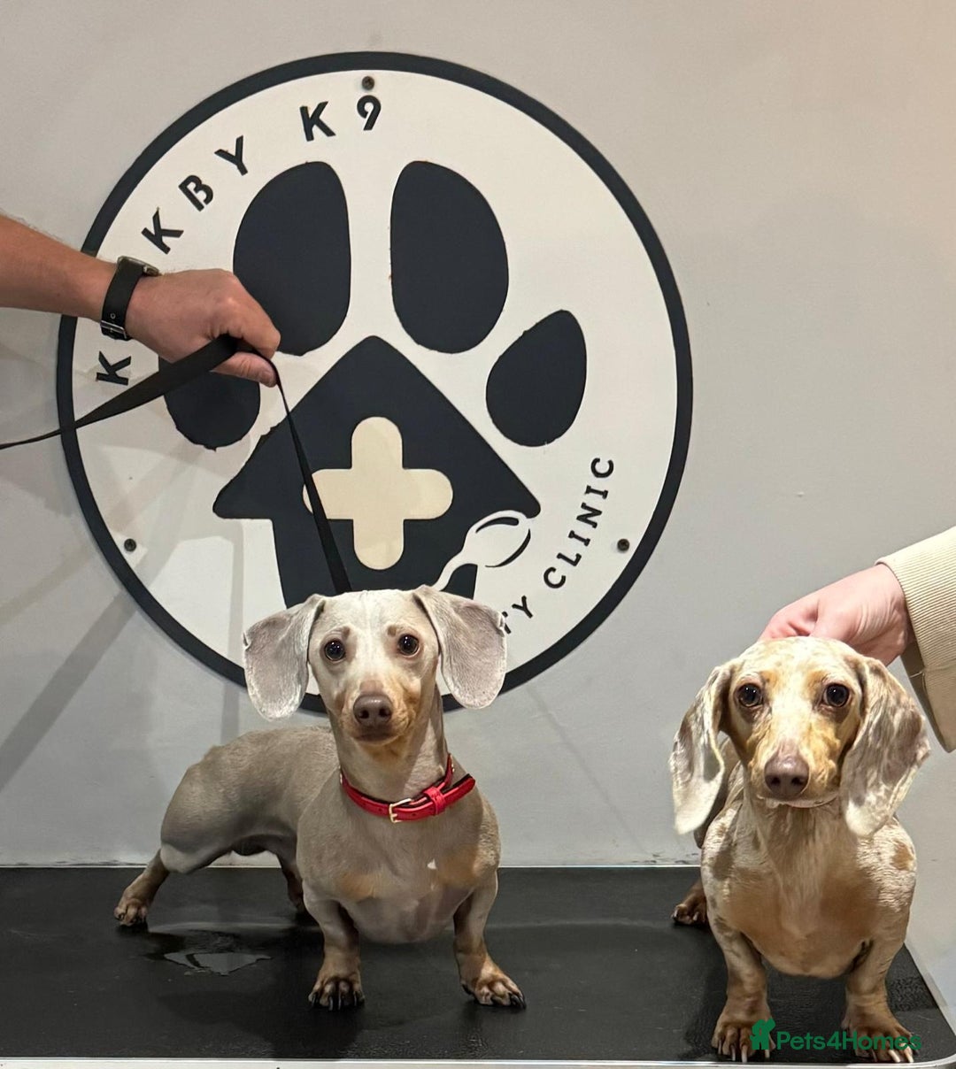 Miniature Dachshund dogs for stud: Champion Prince Buddy in Liverpool - Image 1