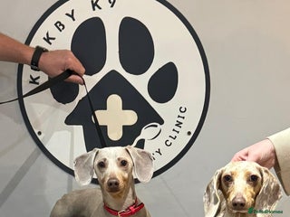 Miniature Dachshund dogs in Liverpool - Advert 1