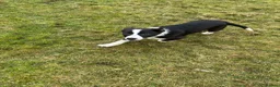 Border Collie dogs for sale: Two male collie puppies  in Skipton - Advert 2