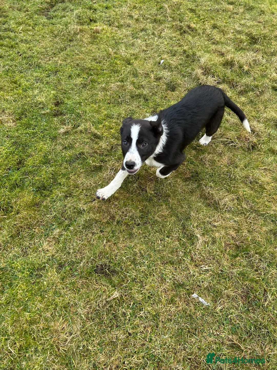 Border Collie dogs for sale: Two male collie puppies  in Skipton - Advert 2