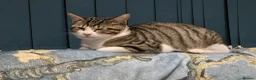 Domestic Shorthair cats for adoption: Bonded pair of wonderful cats in need of a home! - Advert 3