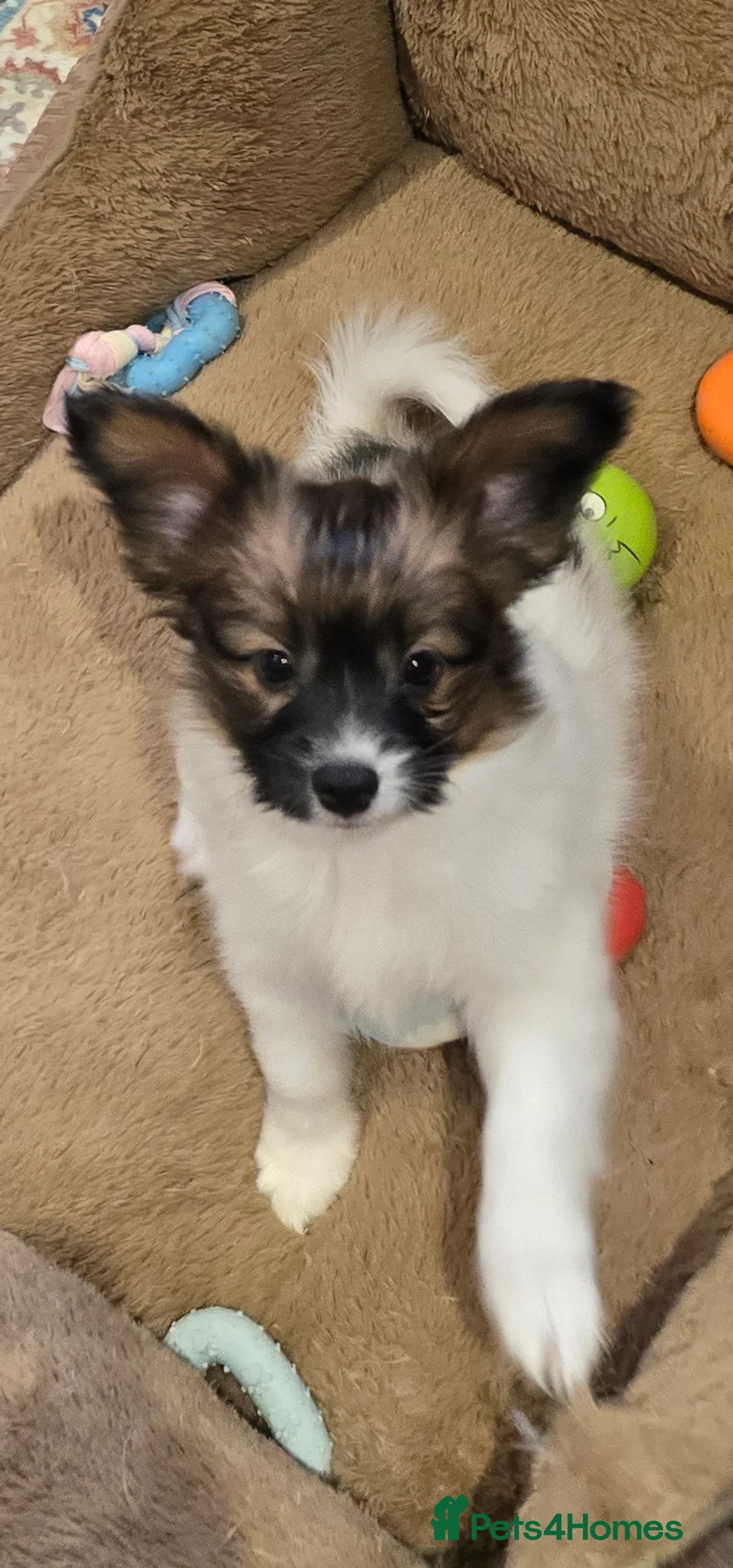 Papillon dogs for sale: ROYAL KENNEL CLUB registered,  DNA tested perents  - Advert 31