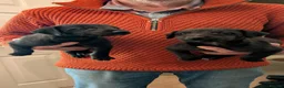 Mixed Breed dogs for sale: Bedlington Whippet puppies  - Advert 5