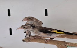 Canaries birds for sale: Beautiful Canaries, Goldfinches, Zebras, Bengies!! - Image 7