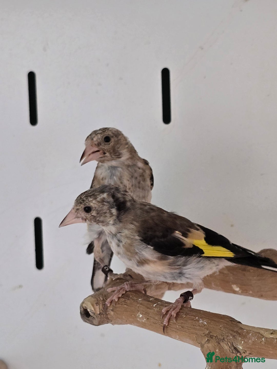 Canaries birds for sale: Beautiful Canaries, Goldfinches, Zebras, Bengies!! - Image 7