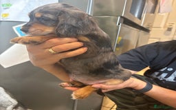 Cocker Spaniel dogs for sale: Cute show type very rare colours dna health tested - Image 18
