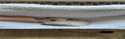 Ragdoll cats for sale: Gorgeous ragdolls ready to find their forever home - Advert 11